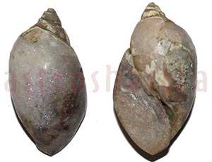 Heera Shankh 093 50m